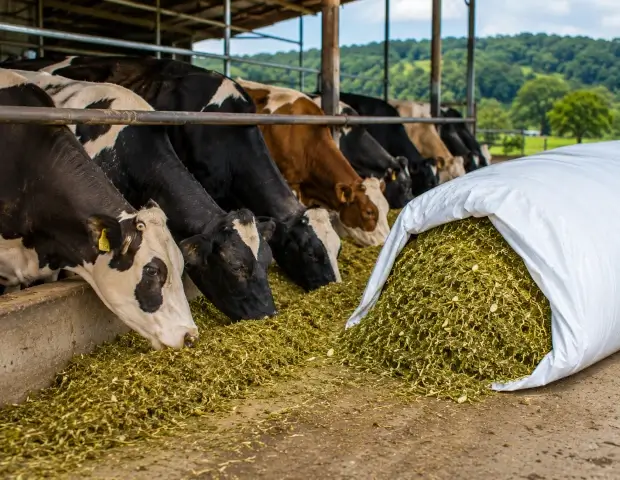 Ganado bovino alimentándose con forraje conservado mediante ensilaje